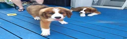 Mixed Breed dogs for sale: Marley - Ad 9