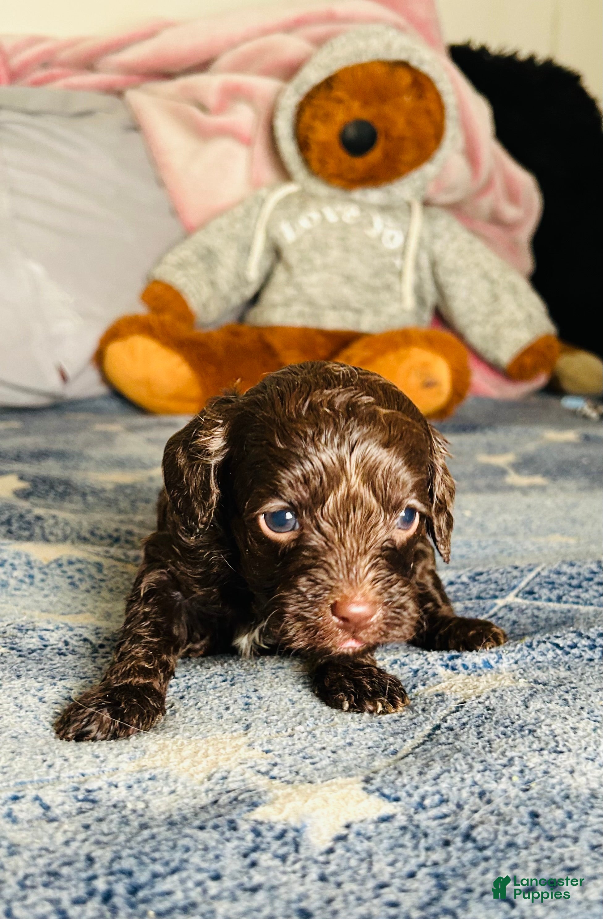 Cavapoo dogs Hansel - Ad 6