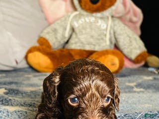 Cavapoo dogs Hansel - Ad 30