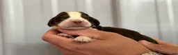 English Springer Spaniel dogs for sale: Surf  - Ad 4
