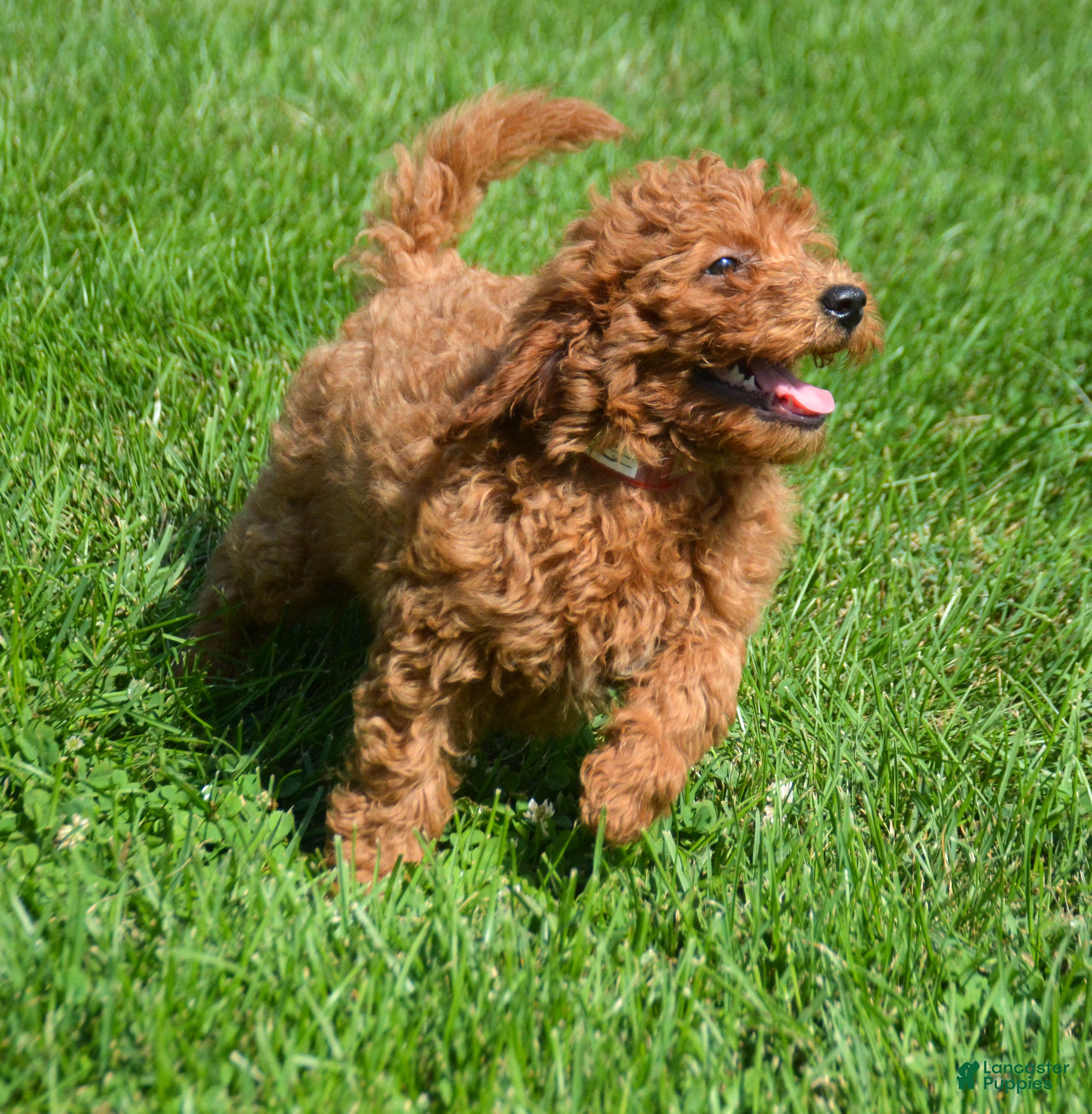 Mini Goldendoodle dogs Deedee Mini Goldendoodle 8 - Ad 1