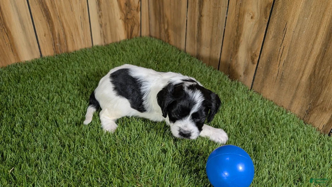 Cavapoo dogs for sale: Francis Boy 4 - Ad 3