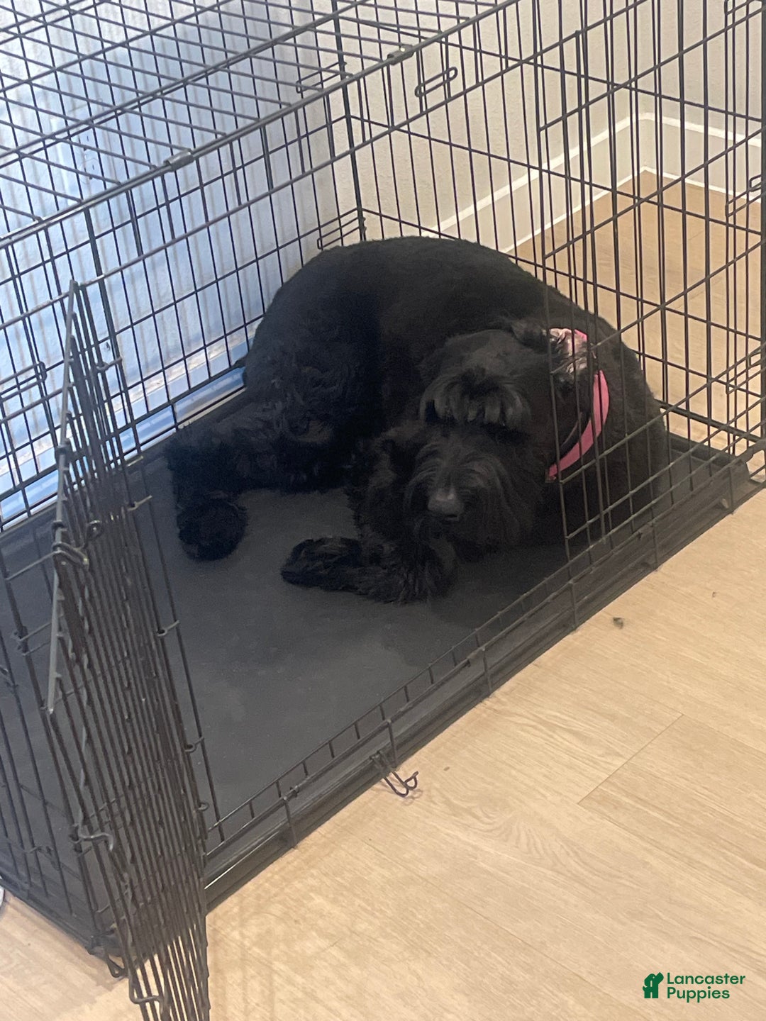 Giant Schnauzer dogs for sale: Giant Schnauzer  - Ad 4