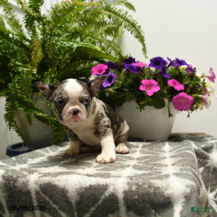 Boston Terrier dogs Gretel - Ad 2