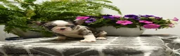 Boston Terrier dogs for sale: Gretel - Ad 2