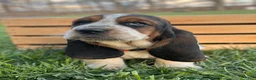 Basset Hound dogs for sale: Oliver - Ad 20