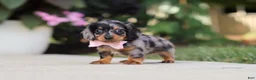 Miniature Dachshund dogs for sale: Cora - Ad 9