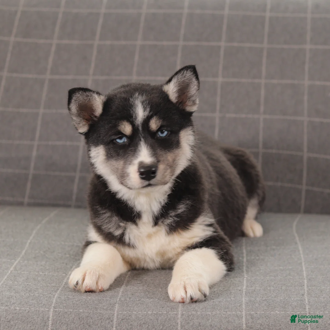 Siberian Husky dogs for sale: Hunter - Ad 4