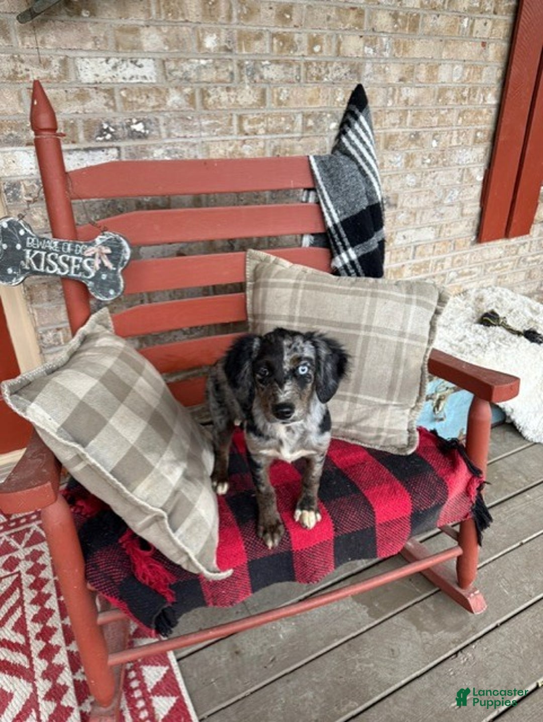 Mixed Breed dogs for sale: Gracie - Ad 2