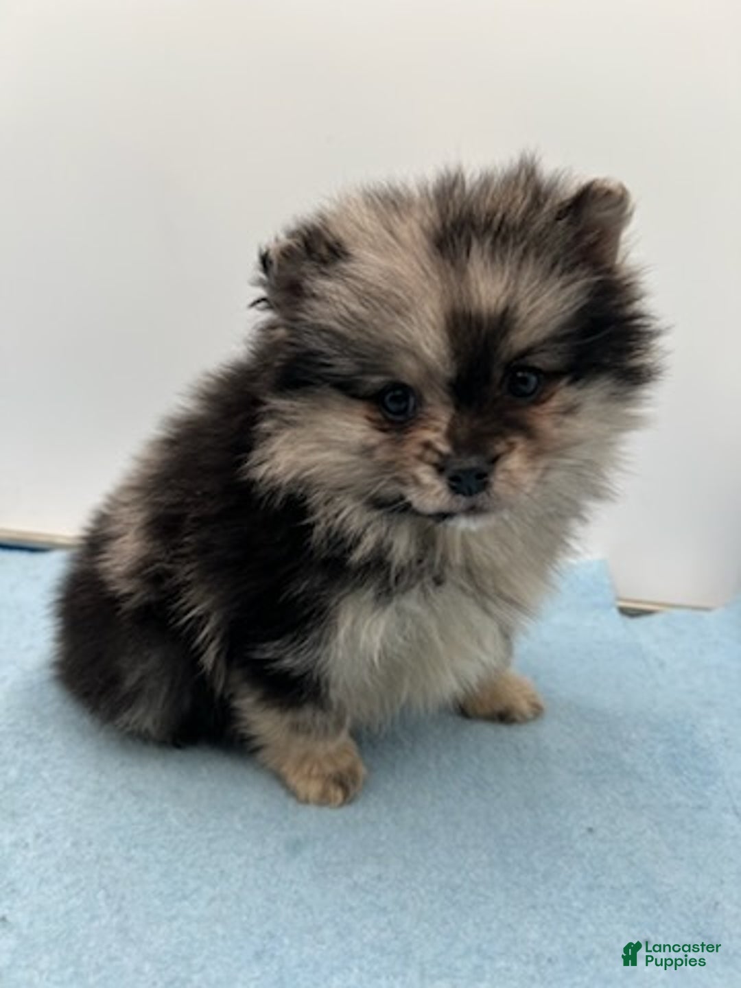 Pomsky dogs for sale: Franky - Ad 1