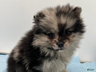 Pomsky dogs Franky - Ad 14