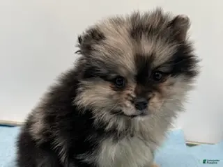 Pomsky dogs Franky - Ad 36