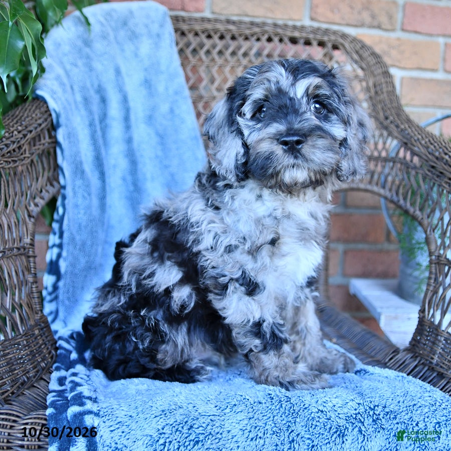 Cockapoo dogs for sale: Trevor - Ad 2