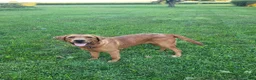 Labrador Retriever dogs for sale: Maggie - Ad 2