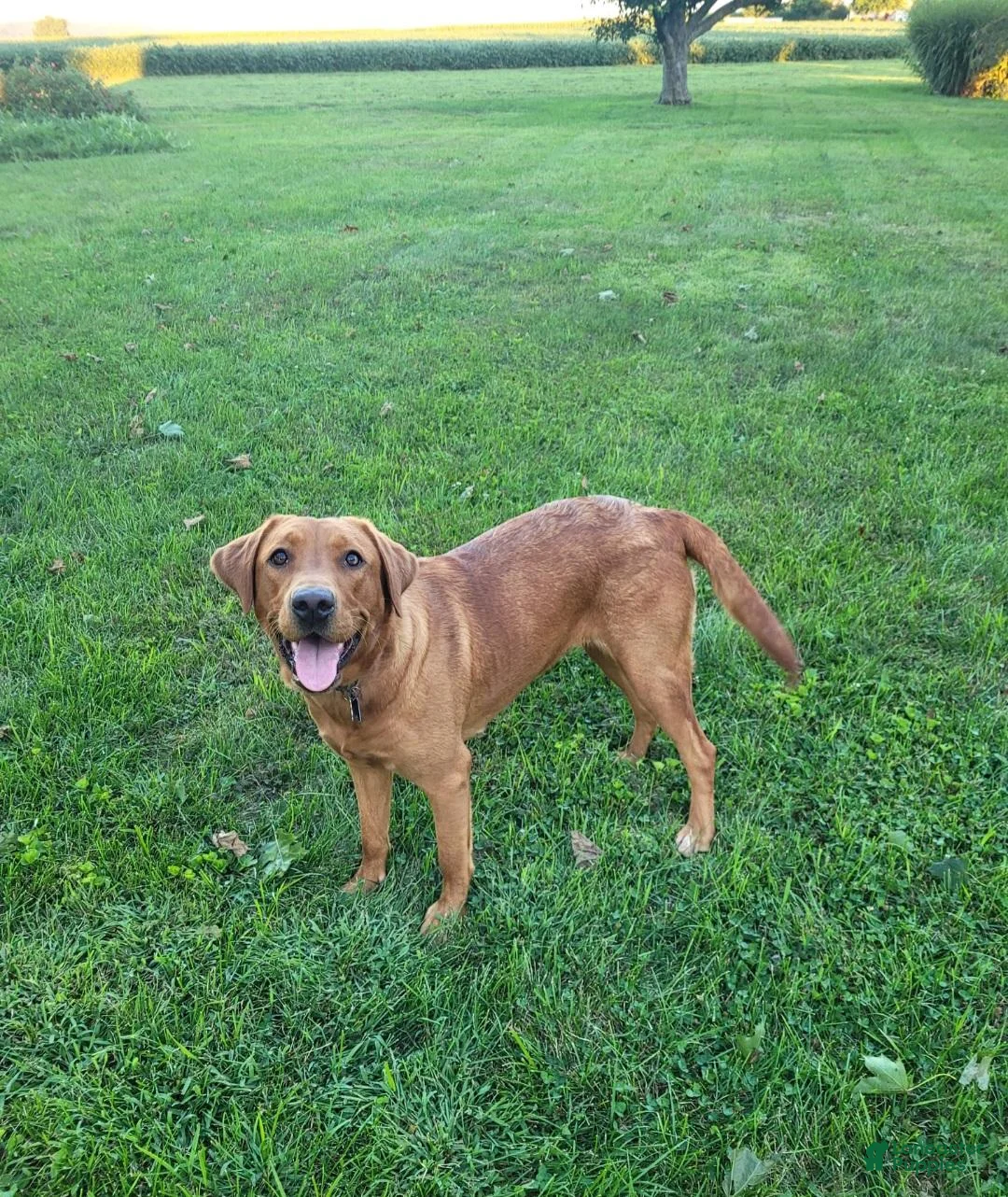 Labrador Retriever dogs for sale: Maggie - Ad 2