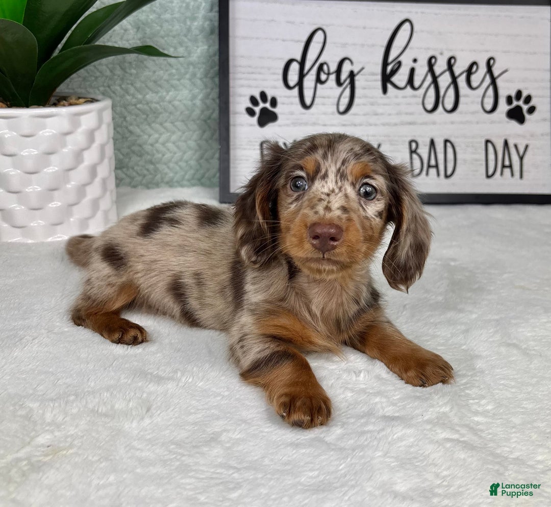 Miniature Dachshund dogs for sale: drake  - Ad 3