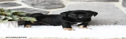Pug dogs for sale: Buster - Ad 3