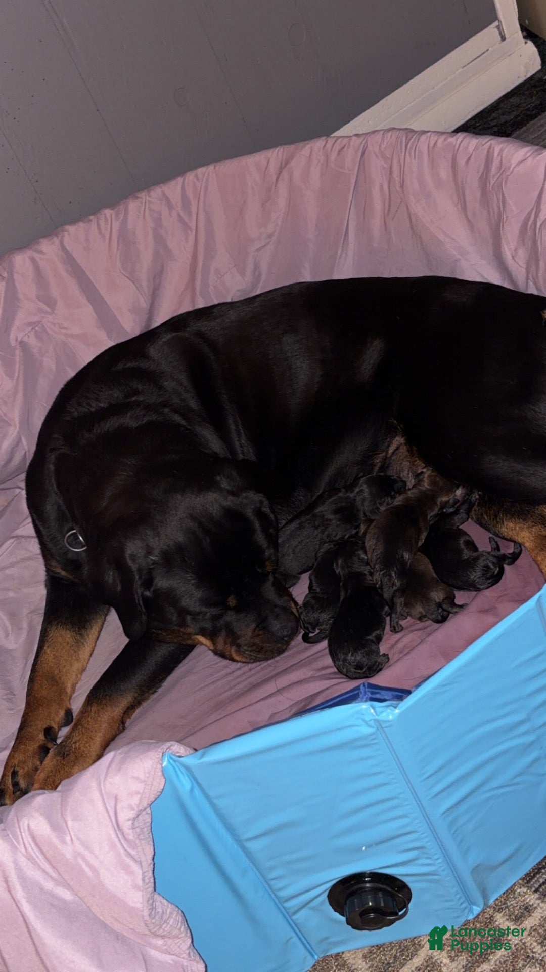 Mixed Breed dogs for sale: Mixed Breed 8 - Ad 20
