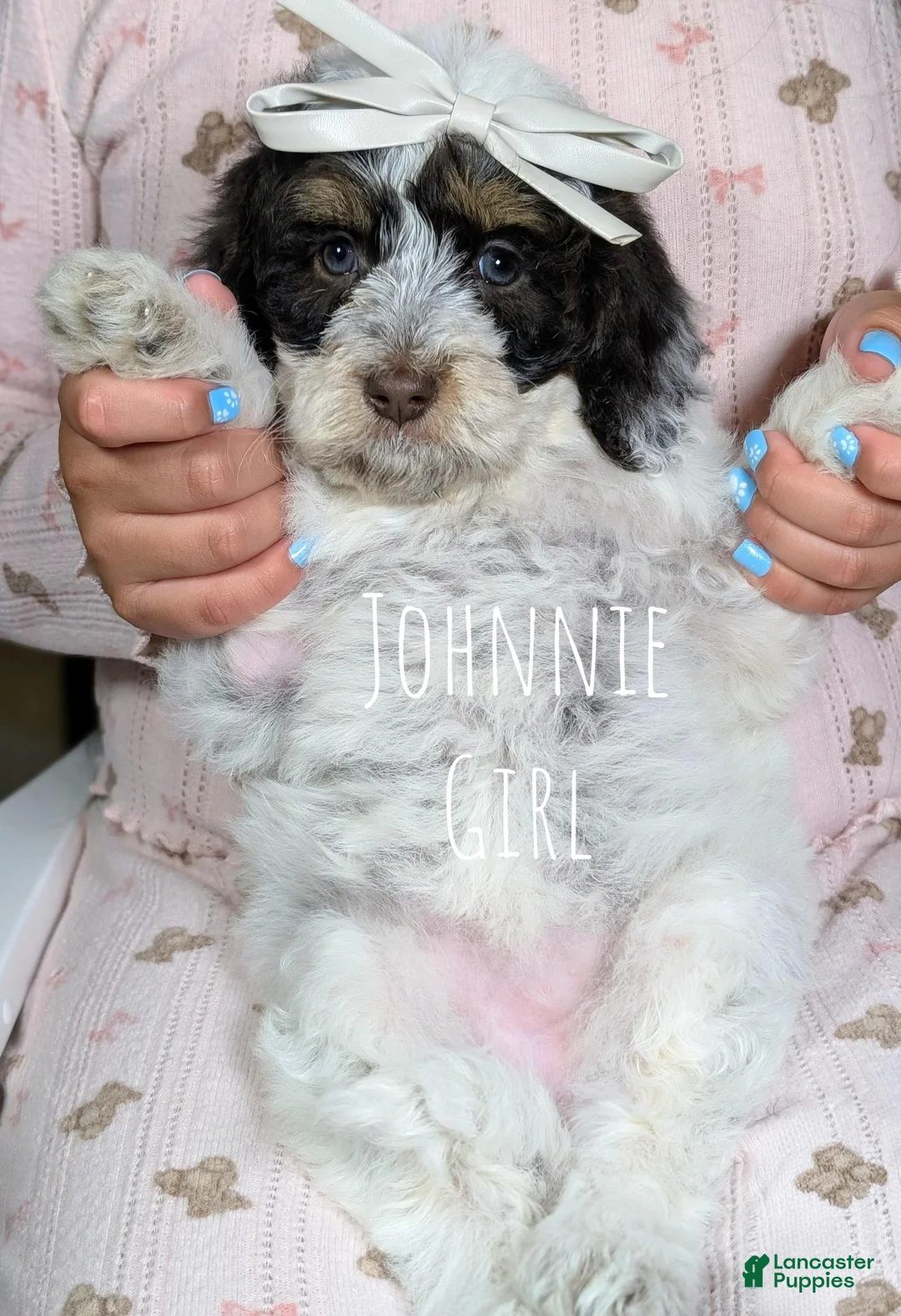 Mixed Breed dogs for sale: JOHNNIE GIRL - Ad 1