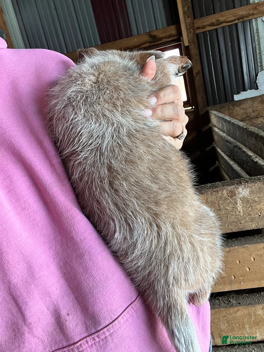 Australian Cattle Dog dogs for sale: Gemma - Ad 2