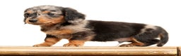 Miniature Dachshund dogs for sale: Todd - Ad 5