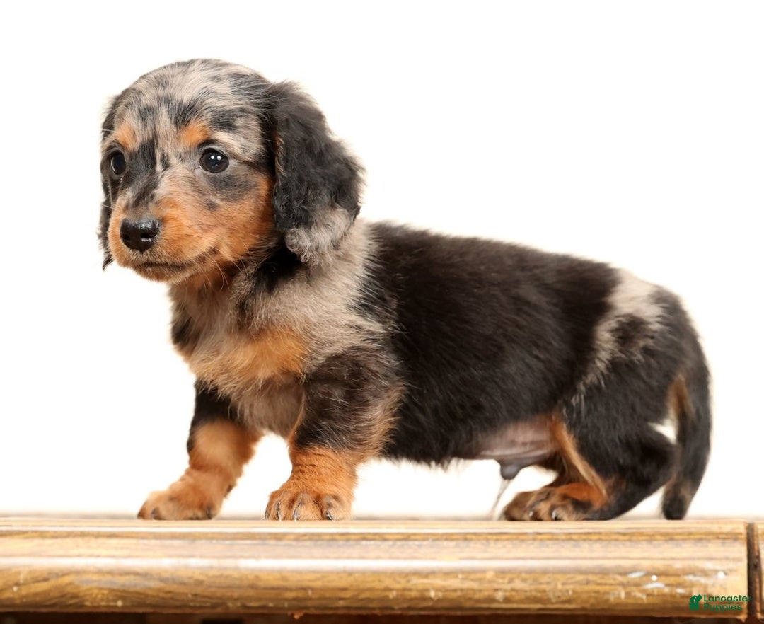 Miniature Dachshund dogs for sale: Todd - Ad 5