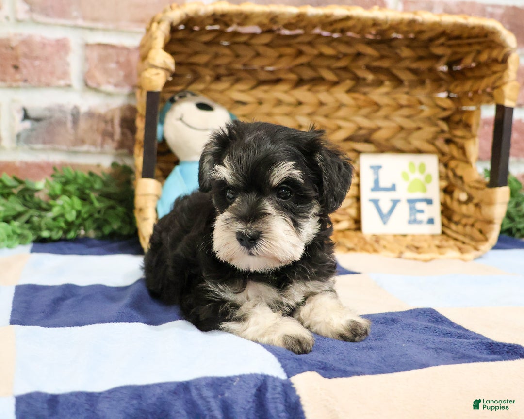 Miniature Schnauzer dogs for sale: Archie - Ad 4