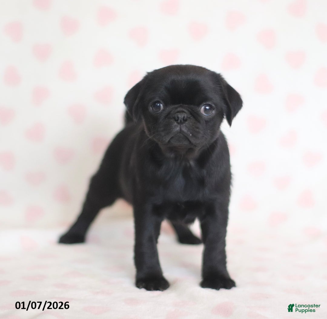 Pug dogs for sale: Betsy - Ad 3