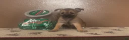 Chihuahua dogs for sale: Chihuahua Puppy 1 - Ad 3
