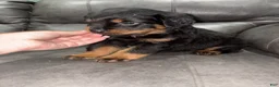 Rottweiler dogs for sale: Rottweiler 1 - Ad 3