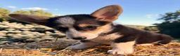 Welsh Corgi Pembroke dogs for sale: Annie - Ad 6