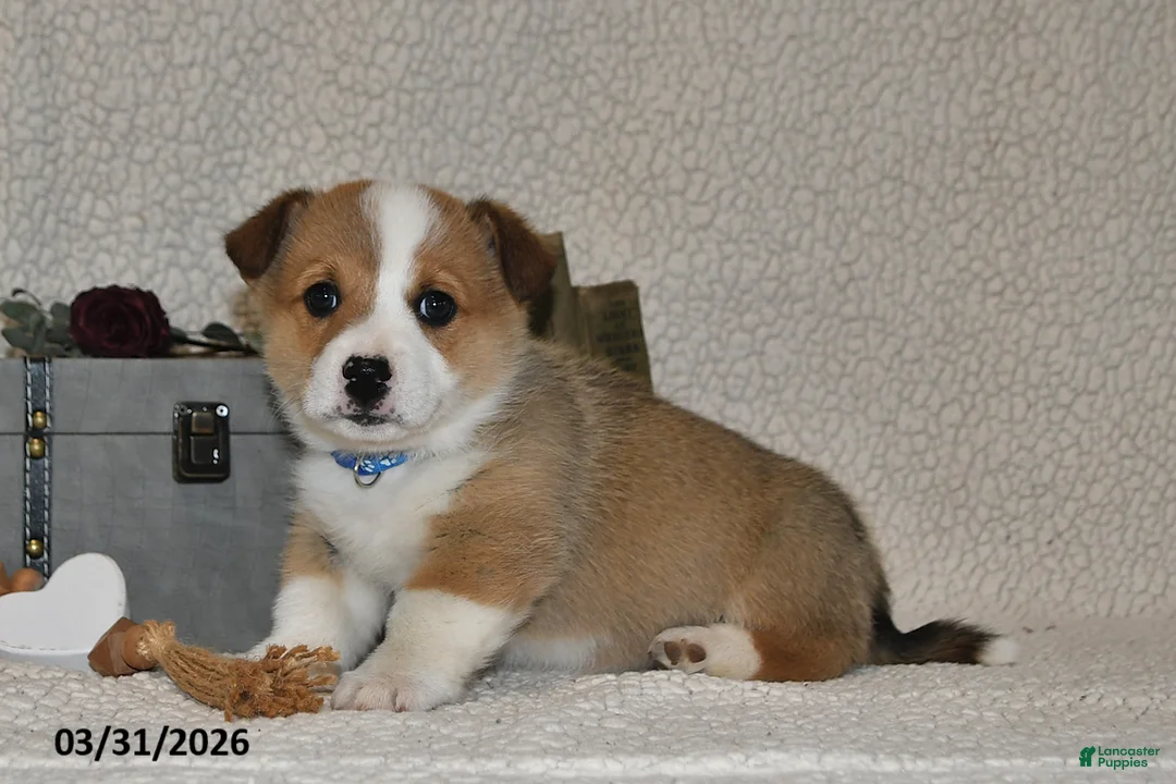 Welsh Corgi Pembroke dogs for sale: Hans - Ad 2