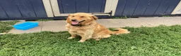 Golden Retriever dogs for sale: Peanut  - Ad 5