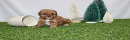 Toy Poodle dogs for sale: Asher - Ad 6