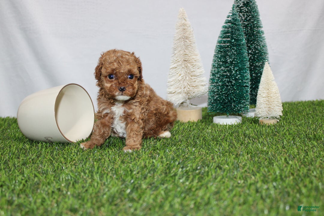 Toy Poodle dogs for sale: Asher - Ad 6