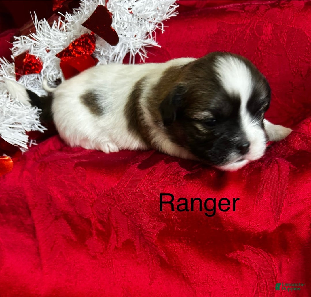 Lhasa Apso dogs for sale: Lhasa Apso Puppy 1 - Ad 1