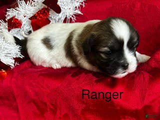 Lhasa Apso dogs Lhasa Apso Puppy 1 - Ad 28