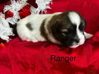 Lhasa Apso dogs Lhasa Apso Puppy 1 - Ad 3