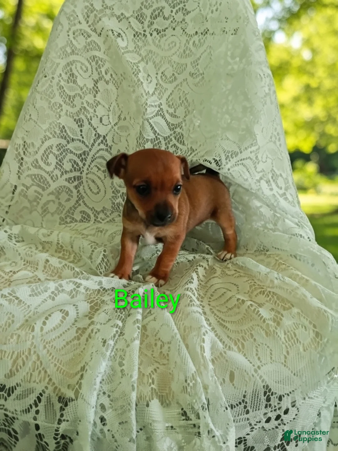 Chihuahua dogs for sale: Chihuahua Puppy 3 - Ad 2