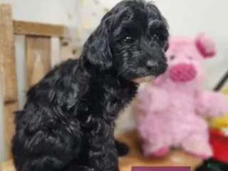 Mini Aussiedoodle dogs Mini Aussiedoodle Puppy 5 - Ad 2