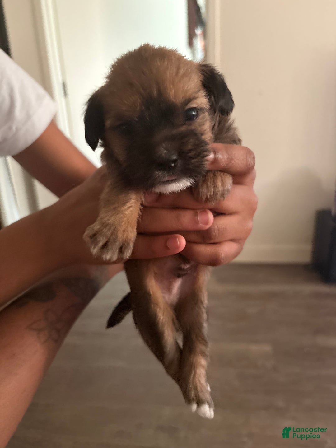 Mixed Breed dogs for sale: Baby dash  - Ad 2