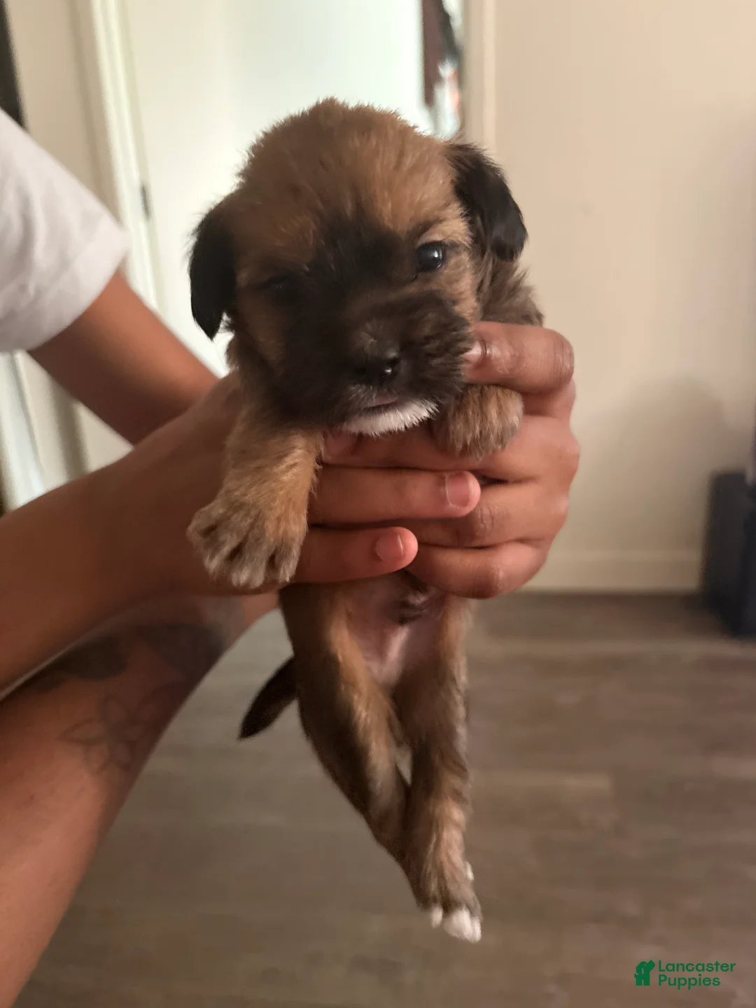 Mixed Breed dogs for sale: Baby chocolate  - Ad 7