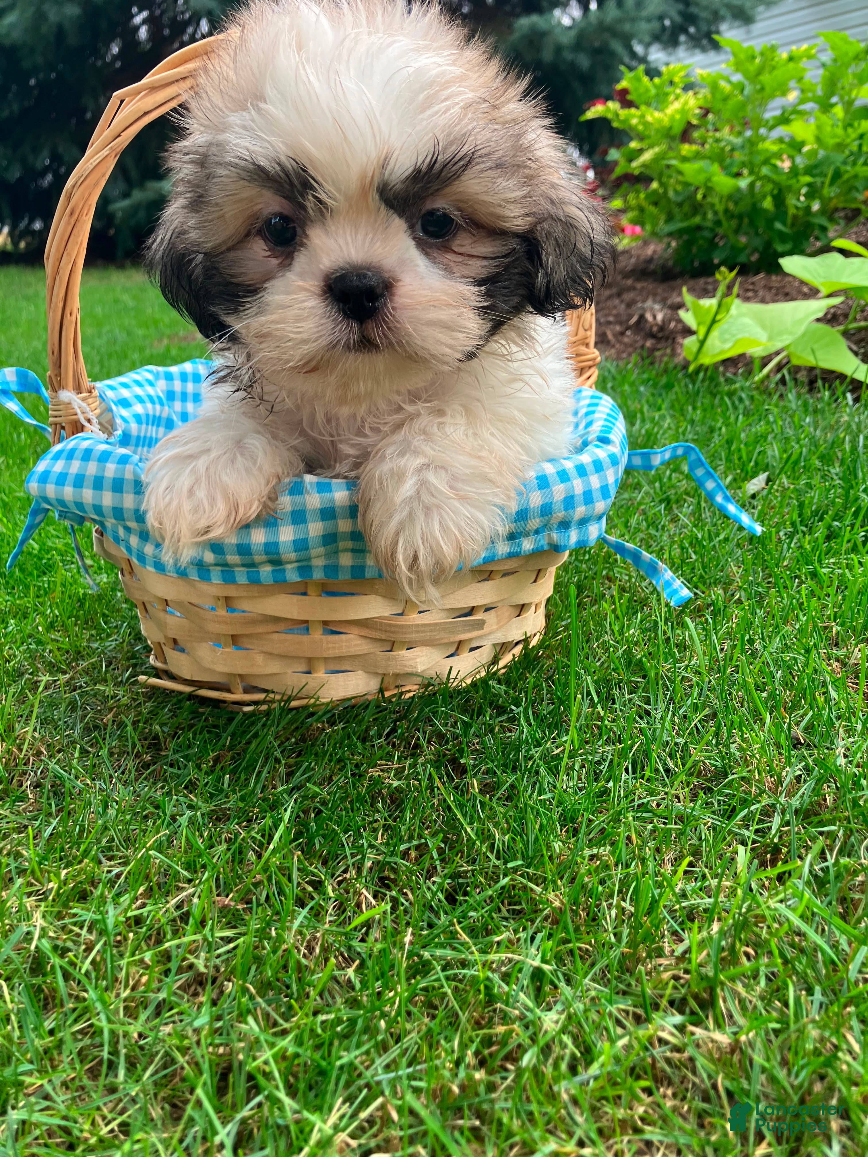 Shih Tzu dogs Jack - Ad 1