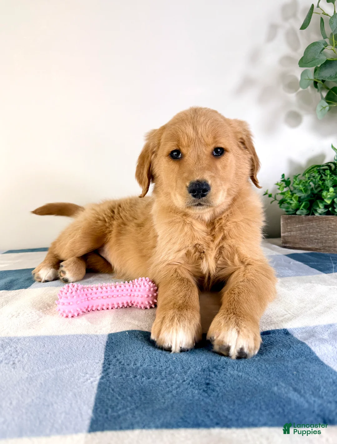 Golden Retriever dogs for sale: Goldie - Ad 3