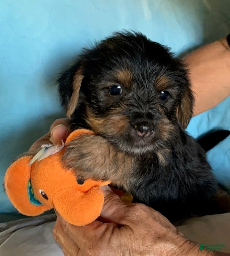 Shorkie dogs for sale: Shorkie 2 - Ad 4