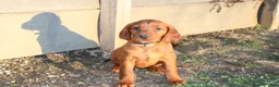 Mixed Breed dogs for sale: Mixed Breed Puppy 7 - Ad 2