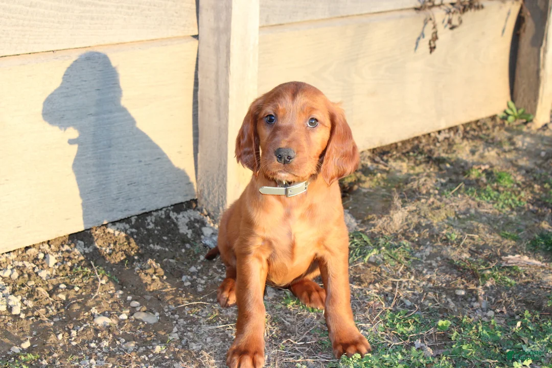 Mixed Breed dogs for sale: Mixed Breed Puppy 7 - Ad 2