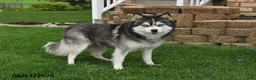 Pomsky dogs for sale: Sun Kiss - Ad 6
