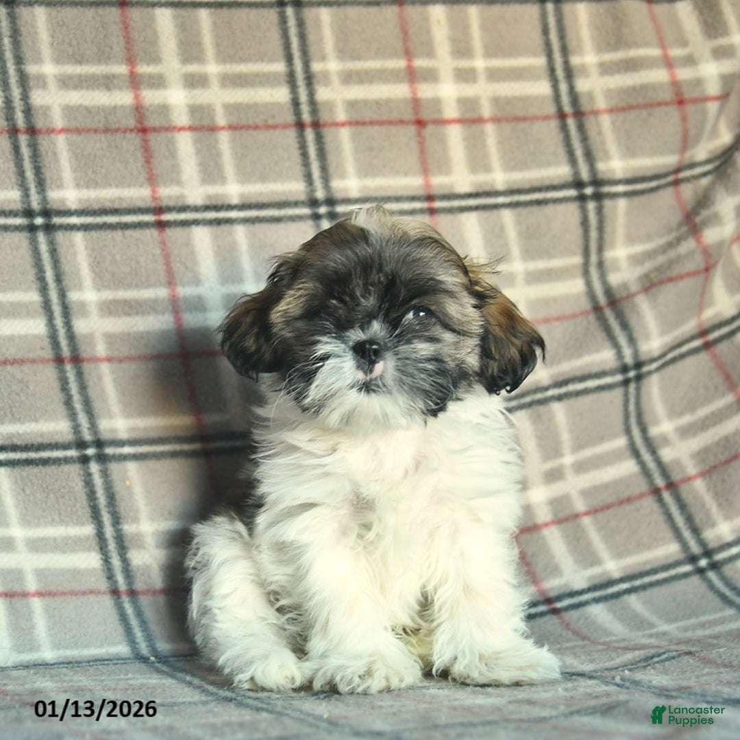 Puppies for sale in Pennsylvania | Lancaster Puppies