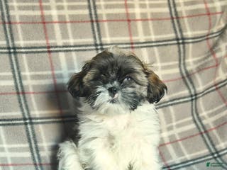Shih Tzu dogs Sarge - Ad 4